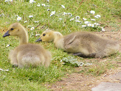 Goose Goslings