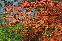 Japanese maple tree (Explored)