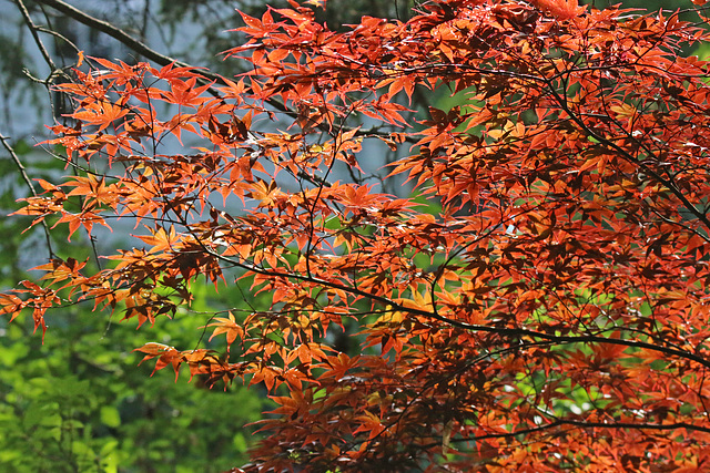 Japanese maple tree (Explored)
