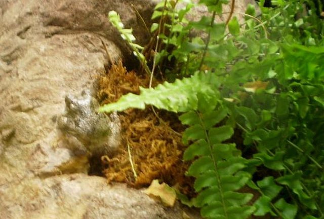 Grey tree-frog (Hyla versicolor).