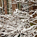 Snow on the branches