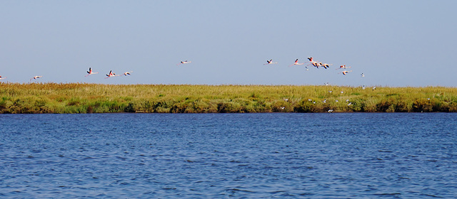 Flamingos