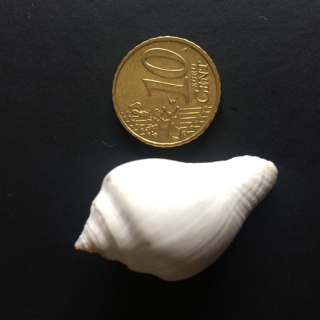 The coin and the shell.
