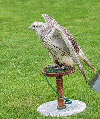 Cathedral falconry 2