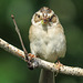 Clay-coloured Sparrow with a beak full of insects