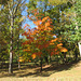 Fall - North Carolina US