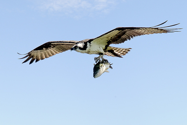 Osprey with fish Osprey with fish