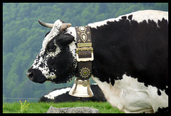 "Vosgienne" cow in pagentry