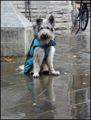 dog in a raincoat
