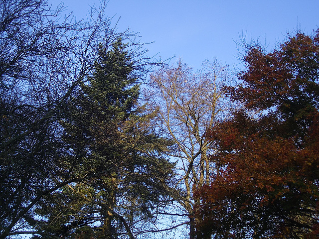 fall trees - my yard