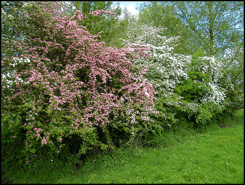 hawthorn in May