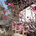 Ume with pink blossoms