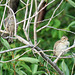 Young Lincoln's Sparrows / Melospiza lincolnii