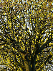 Trees in Whitley Bay Cemetery