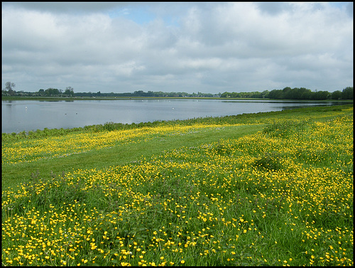 buttercups by the water