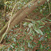 DSCN1329 - canela-lageana Ocotea pulchella, Lauraceae