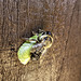 Leaf cutter Bee resting