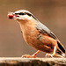 Nuthatch at Eastham woods