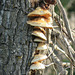 Fungi in Fish Creek Park
