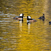 Hooded mergansers on a pond in autumn