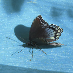 Red-spotted purple (on blue chair)
