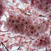 BELFORT: Fleurs de cerisiers ( Prunus serrulata ). 11