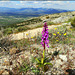 Orchid (Anacamptis picta), overlooking the Lozoya Valley