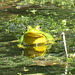 Bullfrog (Lithobates catesbeianus)
