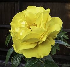 Yellow Rose - Golden Wedding