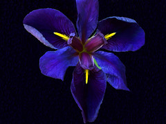 P6081772ac Deep Purple Iris