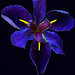 P6081772ac Deep Purple Iris