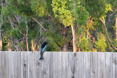 Speckled Drongo