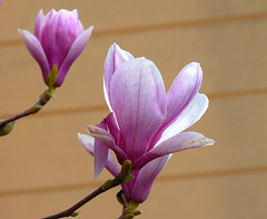 Magnolias 3