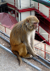 Shimla- Rhesus Macaque