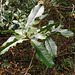 DSCN1334 - espinheira santa-rita Zollernia ilicifolia, Fabaceae