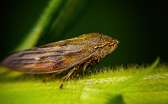 Die Wiesenschaumzikade ist mir über den Weg gelaufen :))  The meadow foam cicada has crossed my path :))  La cicadelle de la mousse des prés a croisé mon chemin :))