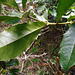 DSCN1335 - espinheira santa-rita Zollernia ilicifolia, Fabaceae