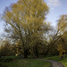 November sunlight on a mature Willow Tree for H.A.N.W.E.