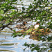 Great Crested Grebes nesting at the Great Pool in the Himley Estate