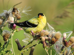 American Goldfinch collecting Thistle seeds