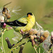 American Goldfinch collecting Thistle seeds