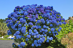 DSC 0435ac Magnificent Blue Hydrangea