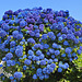 DSC 0435ac Magnificent Blue Hydrangea