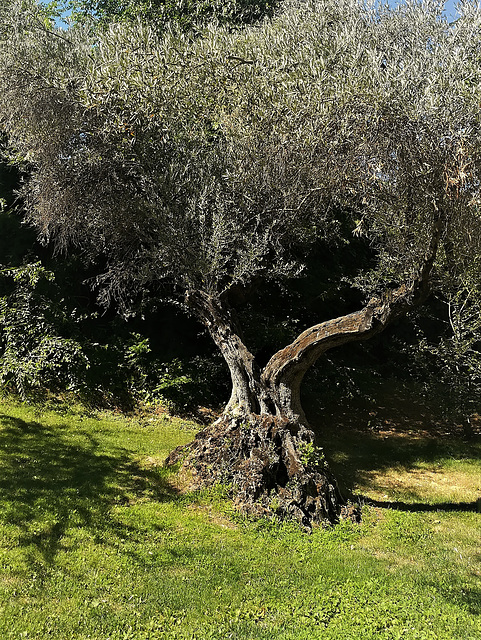 Another gnarled olive tree. H. A. N. W. E. everyone!