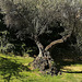 Another gnarled olive tree. H. A. N. W. E. everyone!