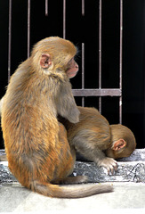 Shimla- Rhesus Macaques