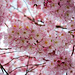 BELFORT: Fleurs de cerisiers ( Prunus serrulata ). 12
