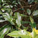 DSCN1336 - espinheira santa-rita Zollernia ilicifolia, Fabaceae