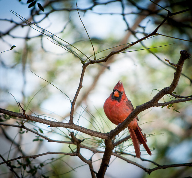 cardinal/male