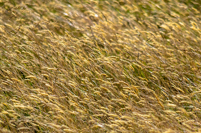 Honey coloured grasses